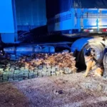 C&atilde;es farejadores da PRF descobrem quase 300 kg de coca&iacute;na escondidos em tanque secreto de carreta