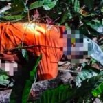 Trag&eacute;dia no trabalho: homem morre atingido por &aacute;rvore durante derrubada