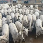Produtor rural registra desaparecimento de cerca de 50 cabeças de gado em propriedade na zona rural